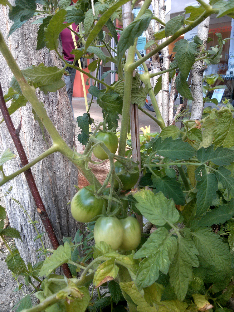 Tomaten im Stadtgarten Erlangen